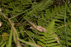 Pseudorhynchus lessonii