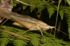 Pseudorhynchus lessonii