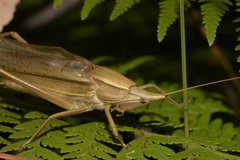 Pseudorhynchus lessonii