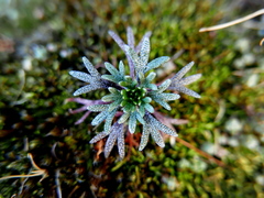 Saxifraga pentadactylis willkommiana