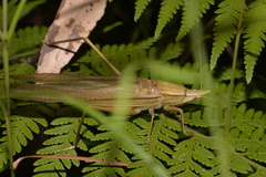 Pseudorhynchus lessonii