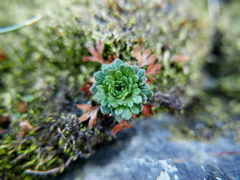 Saxifraga pentadactylis willkommiana
