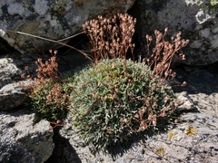 Saxifraga pentadactylis willkommiana