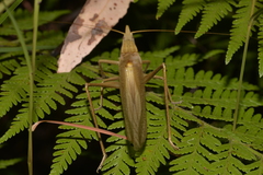Pseudorhynchus lessonii