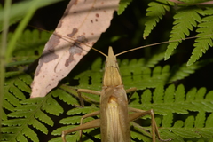 Pseudorhynchus lessonii