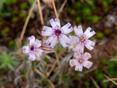 Silene ciliata