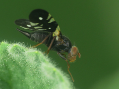 Aciura coryli