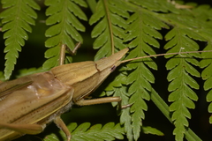 Pseudorhynchus lessonii