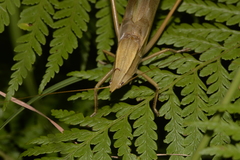 Pseudorhynchus lessonii