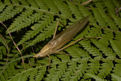 Pseudorhynchus lessonii