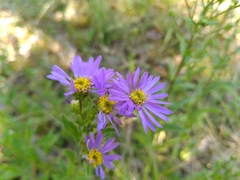Aster amellus