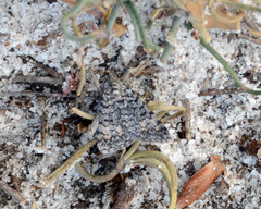 Dichromodes semicanescens