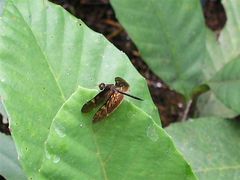 Rhyothemis obsolescens