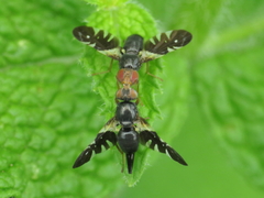 Aciura coryli