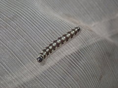 Ethmia terminella