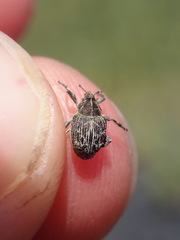 Mogulones geographicus