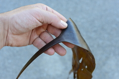 Saccorhiza dermatodea