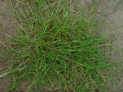 Puccinellia maritima