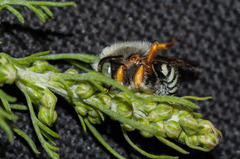 Proanthidium