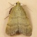 Drab Condylolomia Moth - Photo (c) Bob Patterson at Moth Photographers Group, some rights reserved (CC BY-NC-SA)