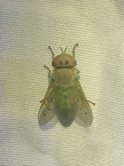 Chlorotabanus crepuscularis