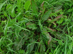 Rumex crispus littoreus