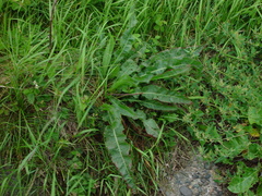 Rumex crispus littoreus