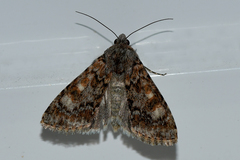 Heliothis punctifera