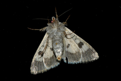 Heliothis punctifera