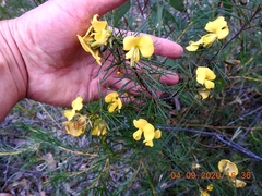 Gompholobium grandiflorum