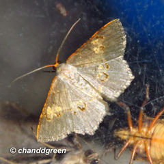 Serratophyga subangulata
