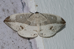 Cyclidia substigmaria