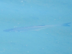 Squalius cephalus