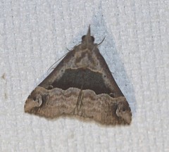 Hypena gonospilalis