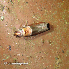 Ptyomaxia swinhoeella