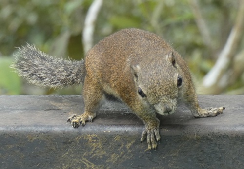 Borneo Black-banded Squirrel