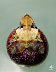 Serrodes