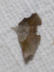 Esthlodora versicolor