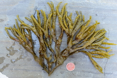 Fucus distichus edentatus