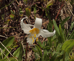 Erythronium montanum
