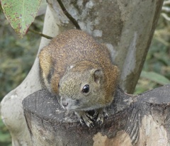 Callosciurus orestes