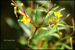 Ludwigia perennis