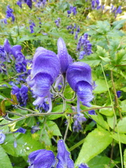 Aconitum degenii