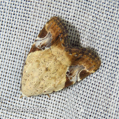 Pseudeustrotia semialba