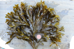 Fucus distichus evanescens
