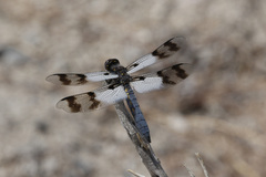 Plathemis subornata