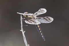 Plathemis subornata