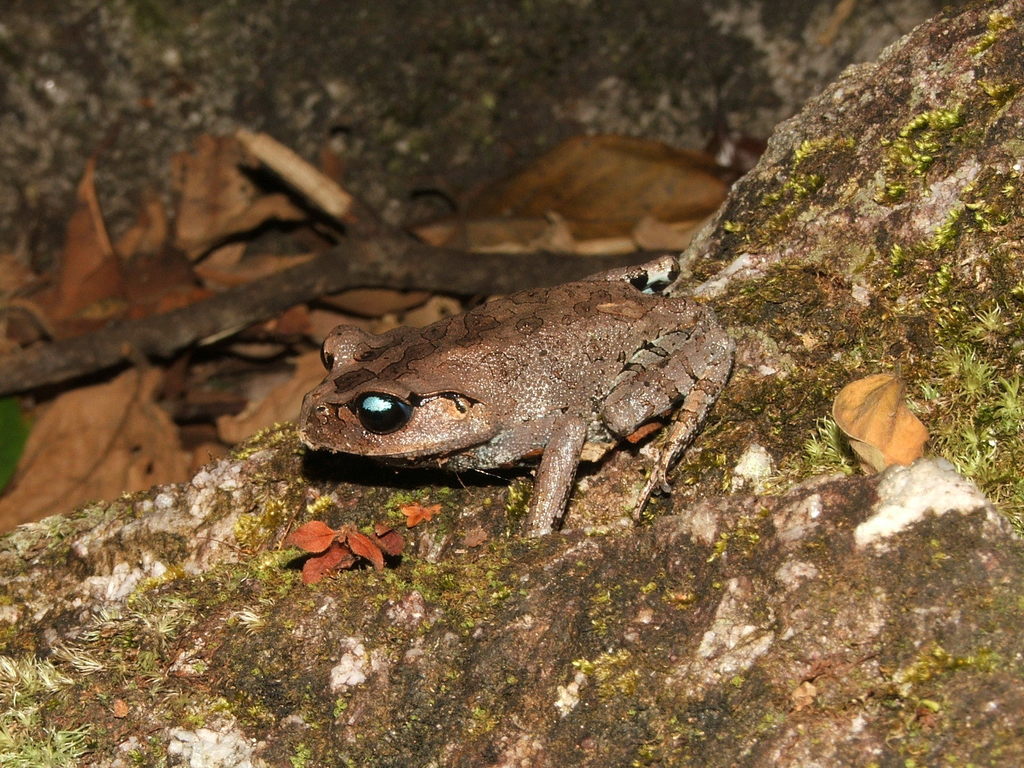 Tenasserim Spadefoot Toad