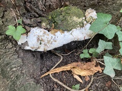 Rigidoporus ulmarius