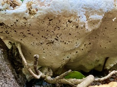 Rigidoporus ulmarius